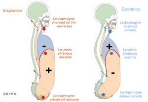 fuites urinaires